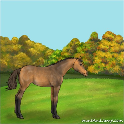 Horse Color:Buckskin 