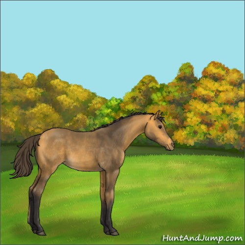 Horse Color:Buckskin 