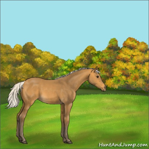 Horse Color:Silver Buckskin 
