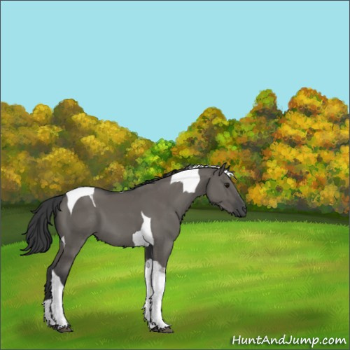 Horse Color:Grullo Tobiano 