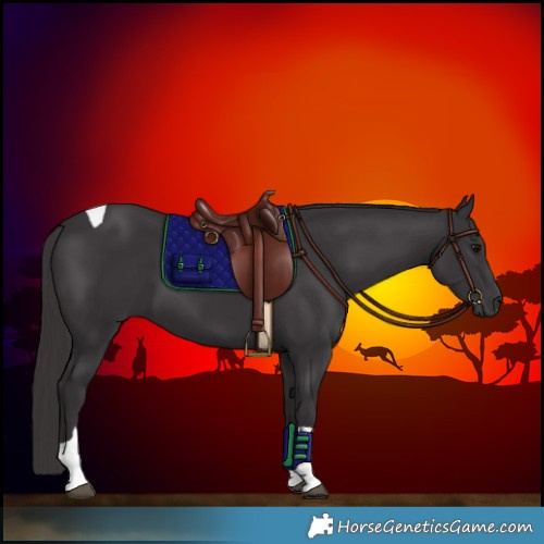 Horse Color:Smoky Black Tobiano 