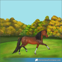 Horse Color:Bay Tobiano 