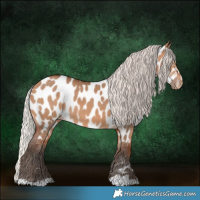 Horse Color:Silver Brown Dun Appaloosa 