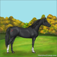 Horse Color:Black Tobiano Rabicano
