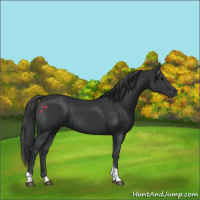Horse Color:Black Tobiano Rabicano 