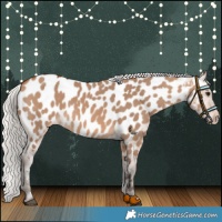 Horse Color:Silver Brown Dun Appaloosa 