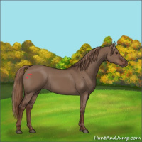 Horse Color:Liver Red Dun 