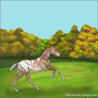 Horse Color:White Spotted Silver Brown Pearl Tobiano Appaloosa Rabicano 