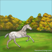 Horse Color:White Spotted Silver Grullo Pearl Tobiano Appaloosa Rabicano