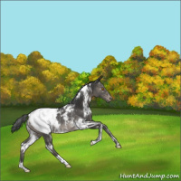 Horse Color:White Spotted Black Appaloosa Rabicano 