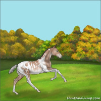 Horse Color:Silver Black Pearl Tobiano Appaloosa Rabicano