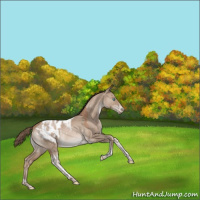 Horse Color:Grullo Pearl Tobiano Blanket Rabicano 