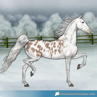 Horse Color:Silver Grullo Appaloosa
