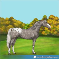 Horse Color:Silver Grullo Blanket 
