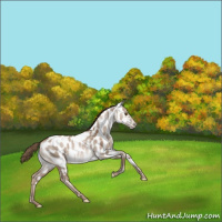 Horse Color:White Spotted Grullo Pearl Appaloosa Rabicano 