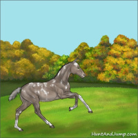 Horse Color:White Spotted Silver Grullo Tobiano Blanket Rabicano 