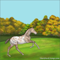 Horse Color:Brown Pearl Dun Tobiano Appaloosa Rabicano 