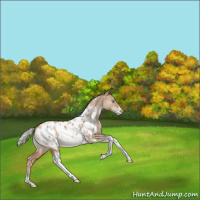 Horse Color:Silver Brown Pearl Dun Tobiano Appaloosa Rabicano 