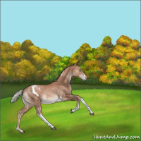 Horse Color:Silver Black Pearl Tobiano Appaloosa Rabicano 