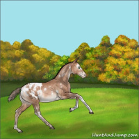 Horse Color:White Spotted Brown Pearl Tobiano Appaloosa Rabicano 