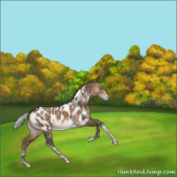 Horse Color:White Spotted Silver Brown Dun Tobiano Appaloosa Rabicano 