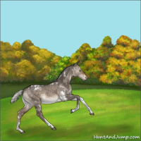 Horse Color:White Spotted Silver Bay Dun Tobiano Appaloosa Rabicano 