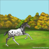 Horse Color:White Spotted Black Tobiano Appaloosa Rabicano 