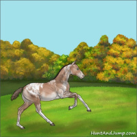 Horse Color:Black Pearl Tobiano Appaloosa Rabicano 