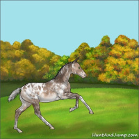 Horse Color:White Spotted Silver Brown Dun Tobiano Appaloosa Rabicano 