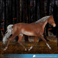 Horse Color:Silver Brown Tobiano Appaloosa Rabicano 