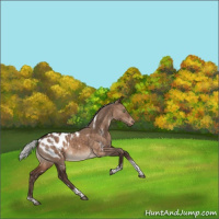 Horse Color:White Spotted Silver Brown Dun Tobiano Blanket Rabicano 