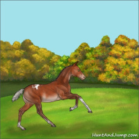Horse Color:Silver Bay Tobiano Blanket Rabicano 