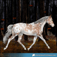 Horse Color:White Spotted Silver Brown Pearl Tobiano Appaloosa Rabicano 