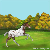 Horse Color:Silver Bay Tobiano Appaloosa Rabicano 