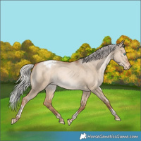 Horse Color:Silver Brown Pearl Dun Tobiano Appaloosa Rabicano 