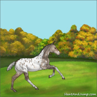 Horse Color:White Spotted Silver Bay Dun Tobiano Appaloosa Rabicano 