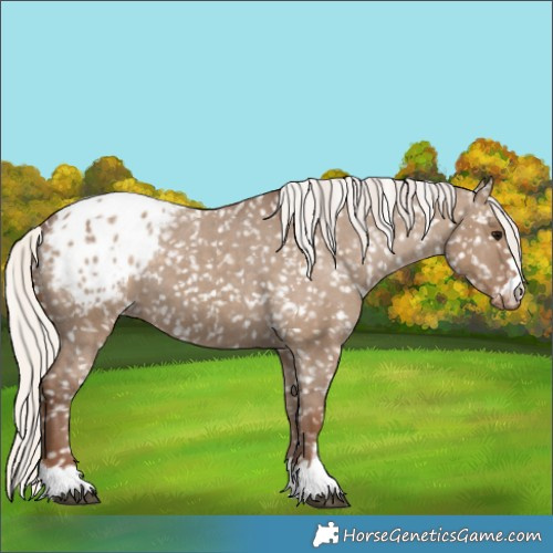 Horse Color:Silver Grullo Appaloosa 