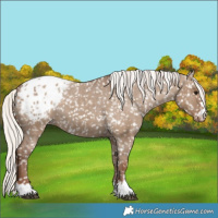 Horse Color:Silver Grullo Appaloosa 