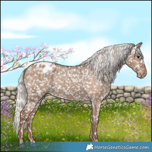 Horse Color:Silver Grullo Appaloosa