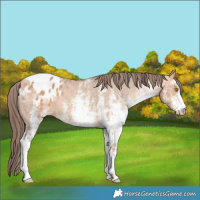 Horse Color:White Spotted Amber Champagne Varnish