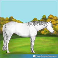 Horse Color:Gray White Spotted Bay Splash Rabicano