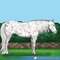 Horse Color:Silver Grullo Near Leopard 