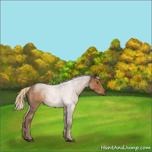 Horse Color:Chocolate Palomino Roan 