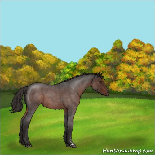 Horse Color:Liver Red Roan Sabino 