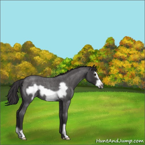 Horse Color:Smoky Blue Roan Frame