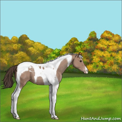 Horse Color:Classic Champagne Tobiano
