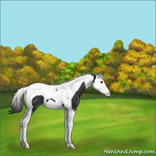 Horse Color:Smoky Black Splash Tobiano