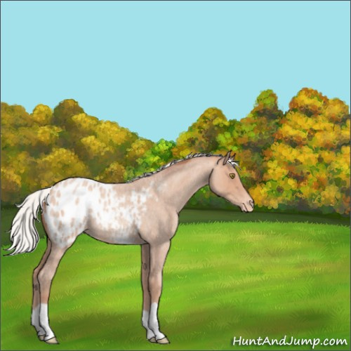 Horse Color:Silver Sable Champagne Roan Appaloosa 