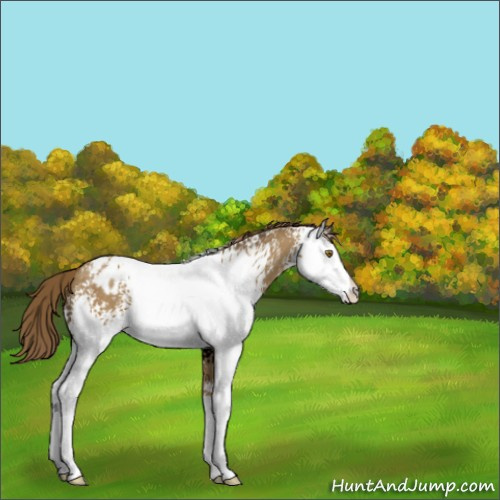 Horse Color:White Spotted Classic Cream Champagne Appaloosa 