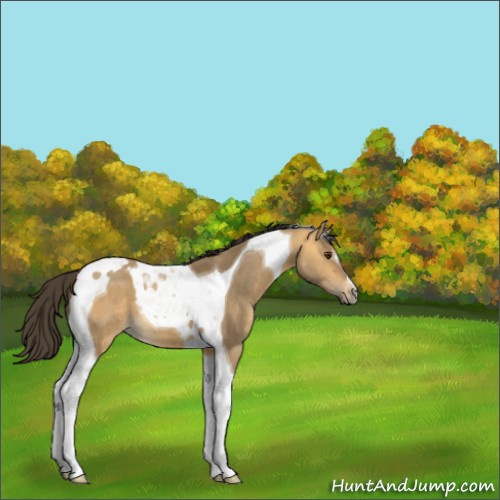 Horse Color:Buckskin Dun Tobiano 